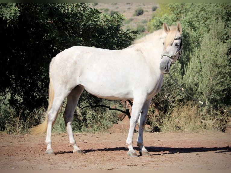 PRE Mix Giumenta 9 Anni 158 cm Grigio in Valencia