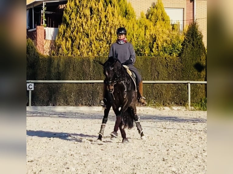 PRE Giumenta 9 Anni 160 cm Baio scuro in Almafra (Zona)