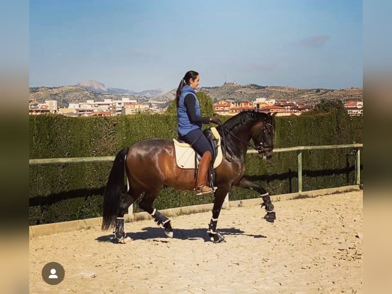 PRE Giumenta 9 Anni 160 cm Baio scuro in Almafra (Zona)