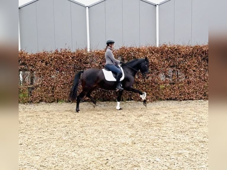 PRE Mix Giumenta 9 Anni 161 cm Baio scuro in Belfeld