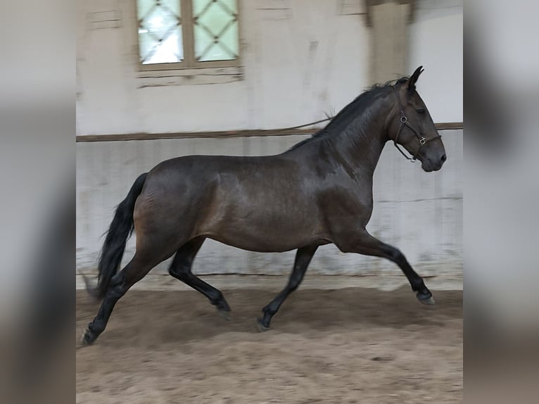PRE Mix Giumenta 9 Anni 162 cm Baio scuro in Traventhal