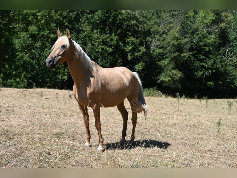 PRE Giumenta 9 Anni 162 cm Palomino in Klettgau