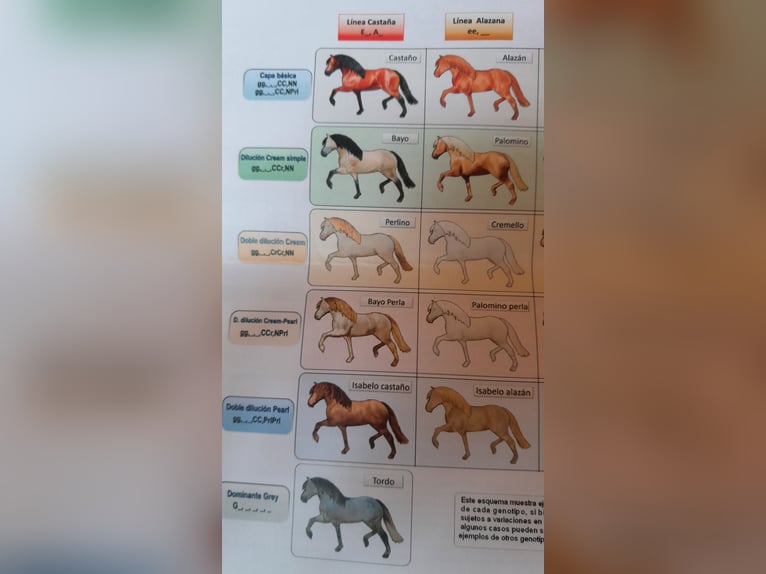 PRE Mix Giumenta 9 Anni 163 cm Pelle di daino in Lichtenstein/Sachsen PRE Mix Giumenta 9 Anni 163 cm Pelle di daino in Lichtenstein/Sachsen