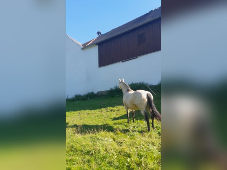 PRE Mix Giumenta 9 Anni 163 cm Pelle di daino in Lichtenstein/Sachsen PRE Mix Giumenta 9 Anni 163 cm Pelle di daino in Lichtenstein/Sachsen