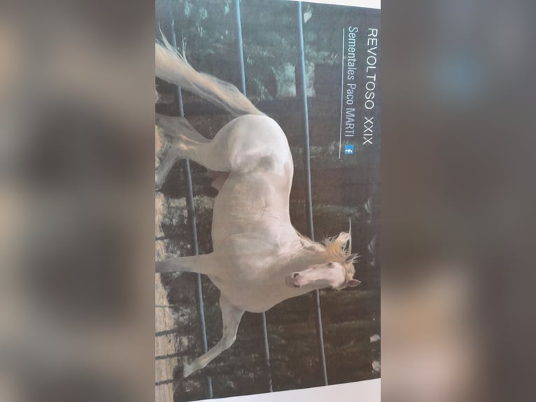 PRE Mix Giumenta 9 Anni 163 cm Pelle di daino in Lichtenstein/Sachsen PRE Mix Giumenta 9 Anni 163 cm Pelle di daino in Lichtenstein/Sachsen