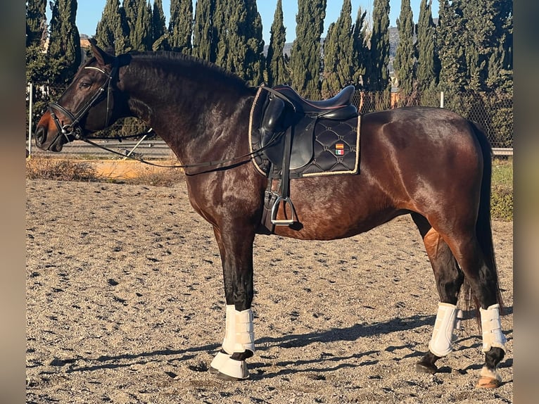 PRE Giumenta 9 Anni 164 cm Baio scuro in Vilanova I La Geltru