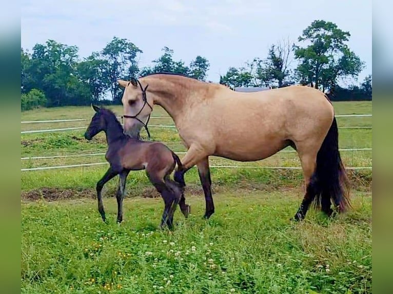 PRE Giumenta 9 Anni 164 cm Falbo in Cossaye