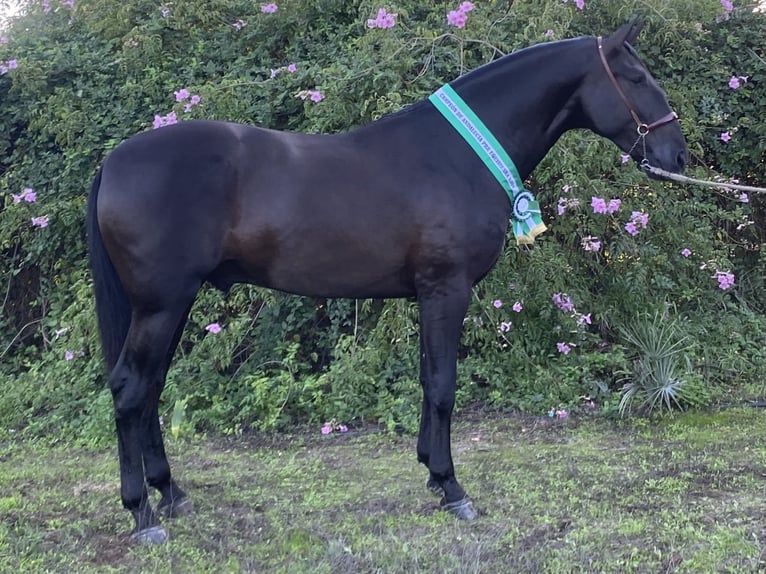 PRE Giumenta 9 Anni 165 cm Baio ciliegia in Fuentes De Andalucia