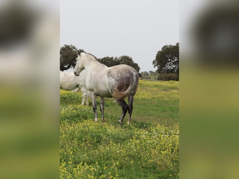 PRE Giumenta 9 Anni 168 cm Grigio pezzato in Sevilla