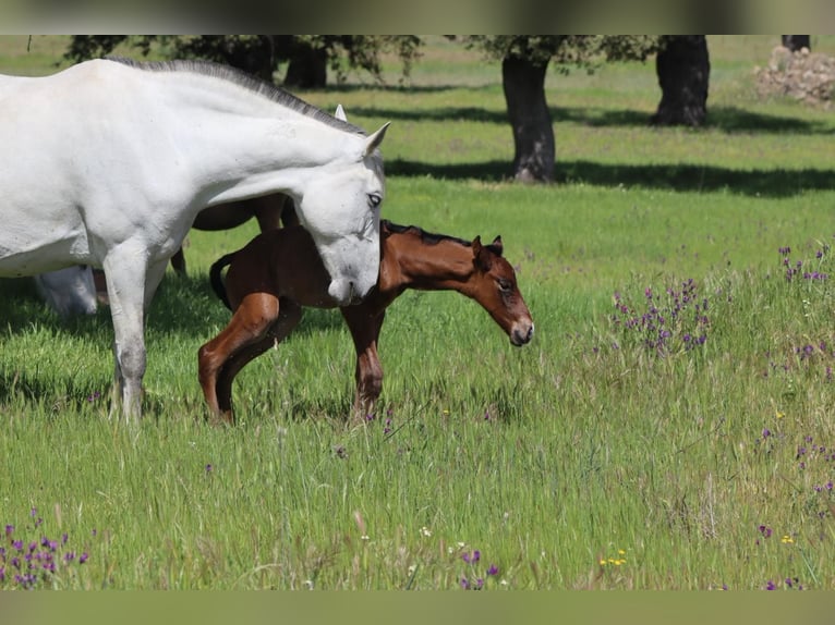 PRE Giumenta 9 Anni 168 cm Grigio pezzato in Sevilla