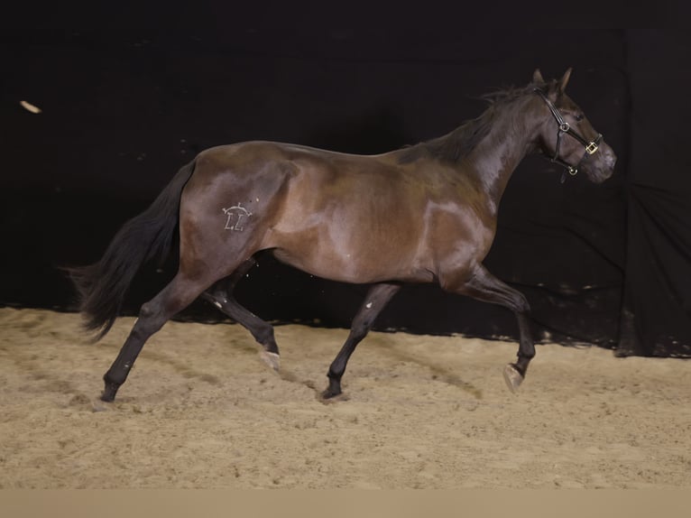 PRE Mix Giumenta 9 Anni 176 cm Morello in Spessart