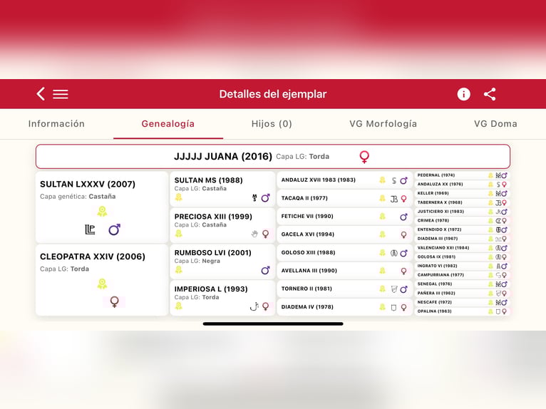 PRE Giumenta 9 Anni Grigio in Llucmajor