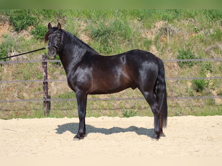 PRE Giumenta Puledri (04/2025) 107 cm Pearl in Le Coudray-sur-Thelle