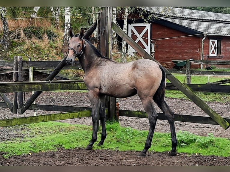 PRE Giumenta  140 cm Grigio in Sint-Oedenrode