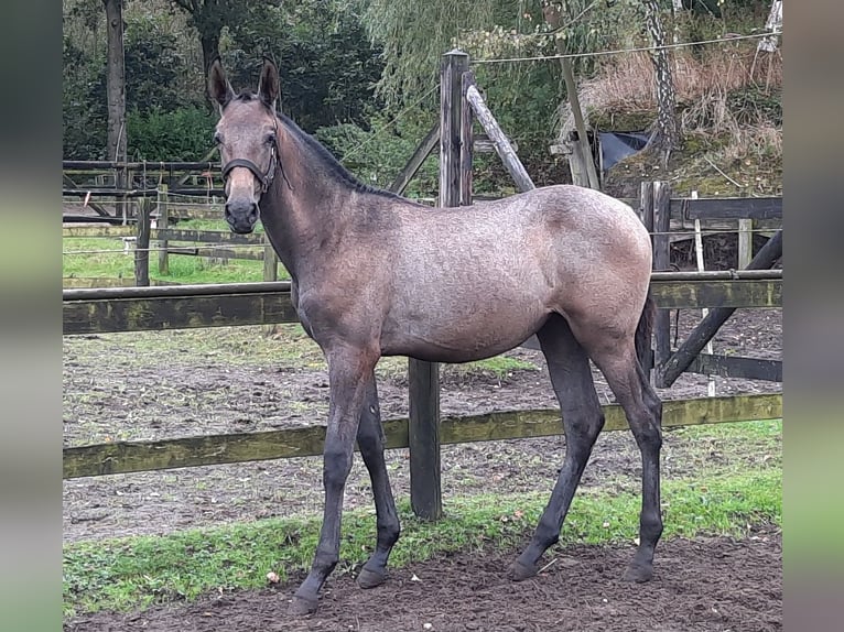 PRE Giumenta  140 cm Grigio in Sint-Oedenrode