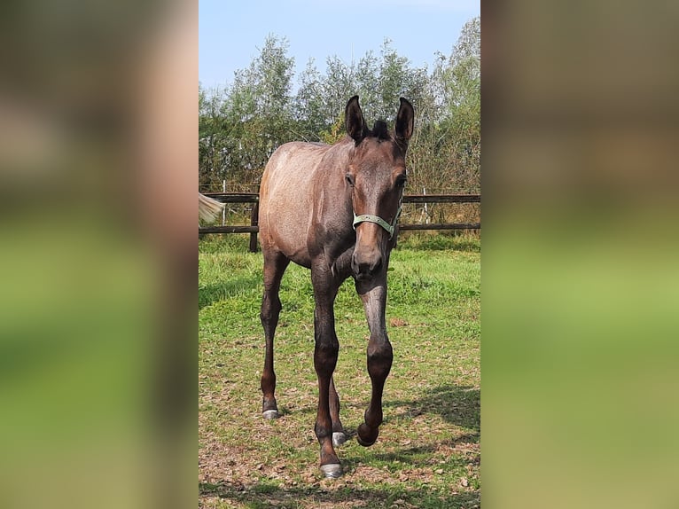 PRE Giumenta  140 cm Grigio in Sint-Oedenrode