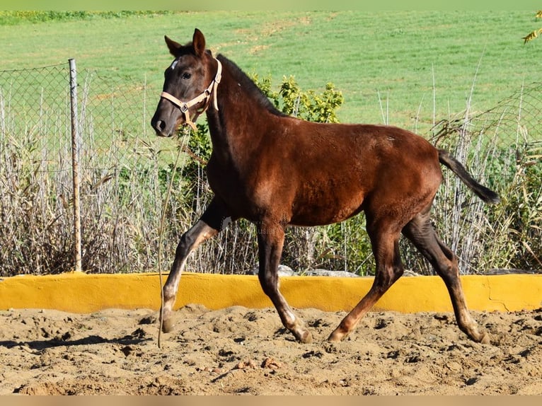 PRE Giumenta  145 cm Sauro scuro in Provinz Malaga