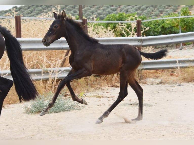 PRE Giumenta Puledri (04/2026) 158 cm Morello in Provinz Cordoba
