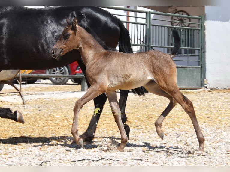 PRE Giumenta Puledri (04/2026) 158 cm Morello in Provinz Cordoba