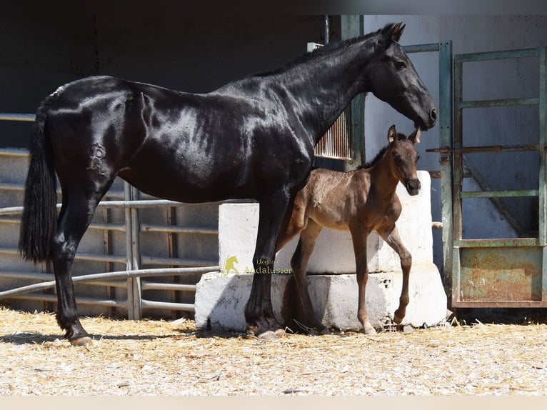 PRE Giumenta Puledri (04/2026) 158 cm Morello in Provinz Cordoba
