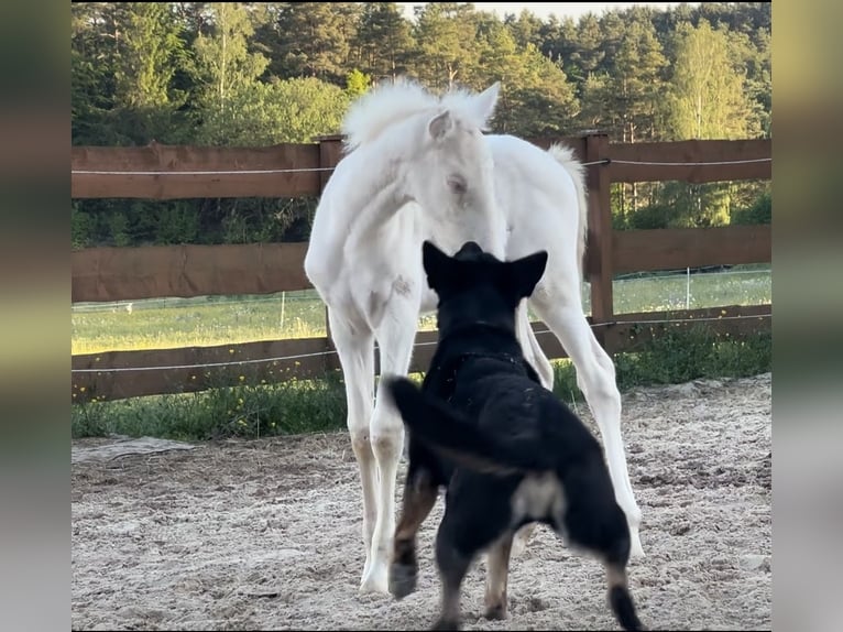 PRE Giumenta Puledri (04/2026) 160 cm Cremello in Gößweinstein
