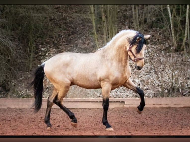 PRE Giumenta Puledri (05/2026) 160 cm Falbo in Aldingen