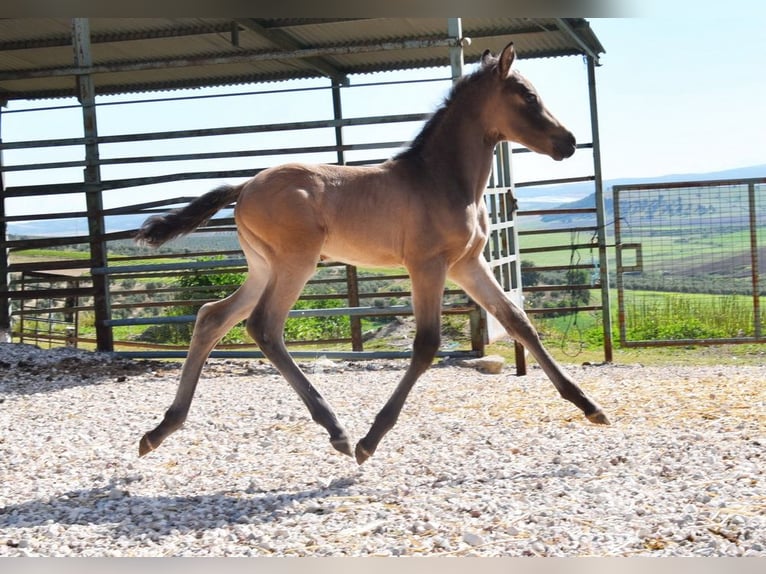 PRE Giumenta Puledri (03/2026) 160 cm Falbo in Provinz Cordoba
