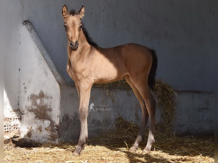 PRE Giumenta Puledri (03/2026) 160 cm Falbo in Provinz Cordoba