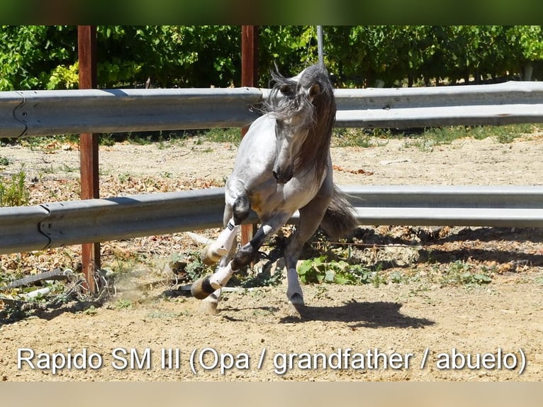 PRE Giumenta Puledri (03/2026) 160 cm Falbo in Provinz Cordoba