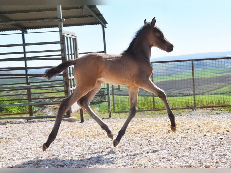 PRE Giumenta Puledri (03/2026) 160 cm Falbo in Provinz Cordoba