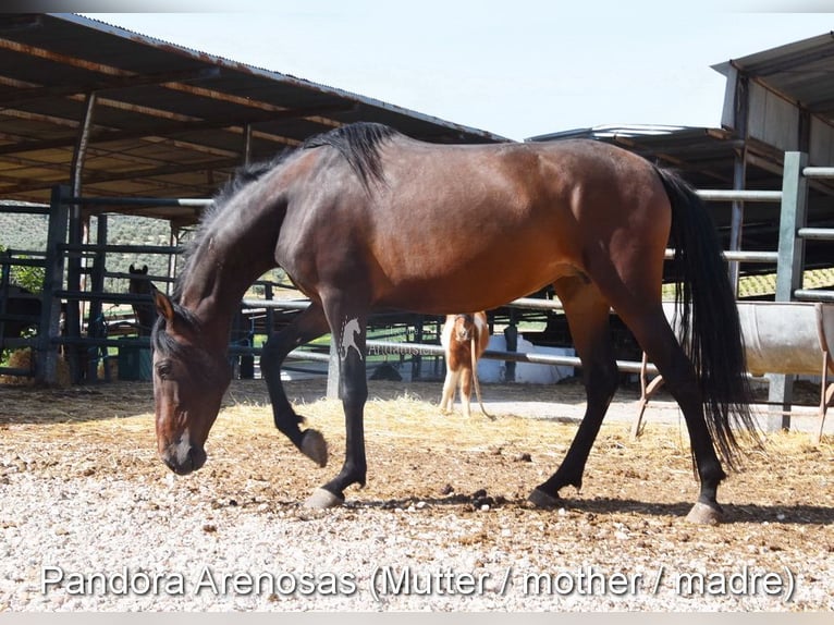 PRE Giumenta Puledri (03/2026) 160 cm Falbo in Provinz Cordoba