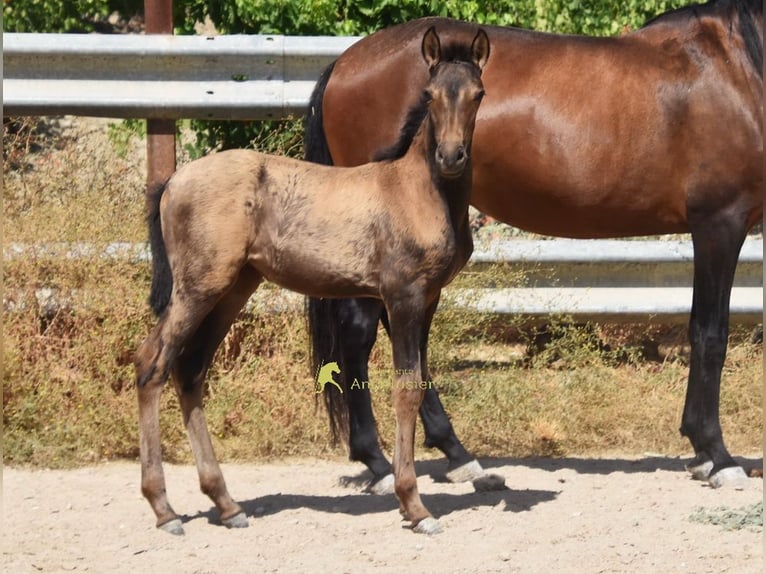 PRE Giumenta Puledri (03/2026) 160 cm Falbo in Provinz Cordoba