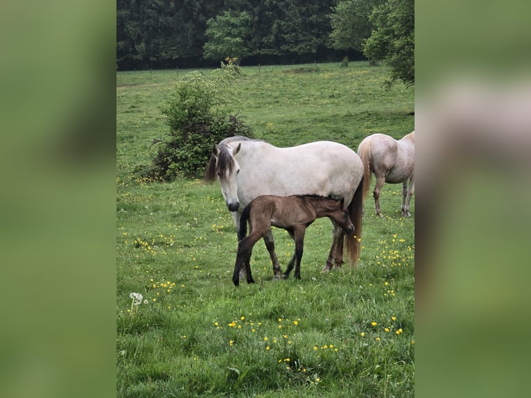 PRE Giumenta Puledri (01/2026) 160 cm Grigio in Rerik OT Russow