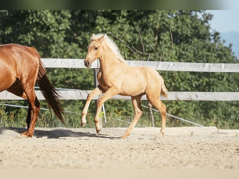 PRE Giumenta Puledri (04/2026) 160 cm Palomino in Magdalensberg