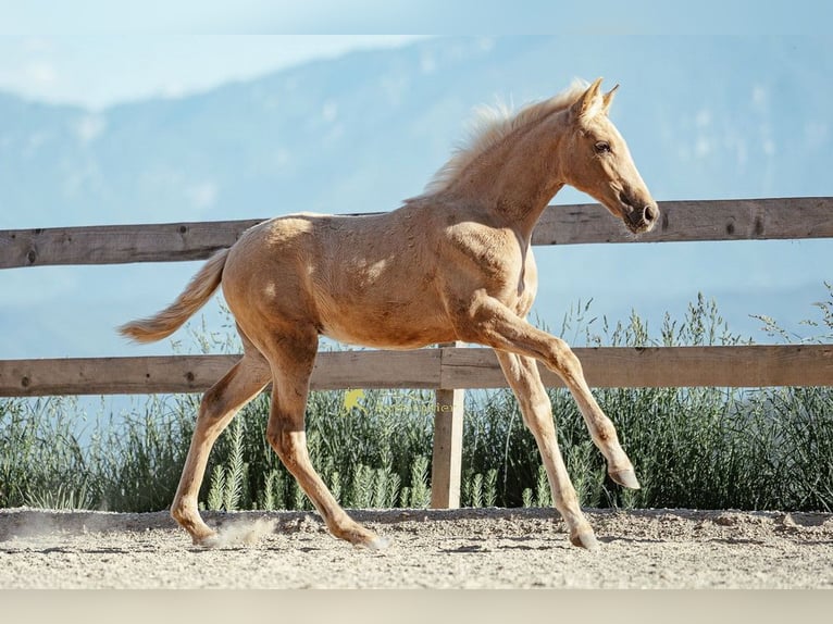 PRE Giumenta Puledri (04/2026) 160 cm Palomino in Magdalensberg