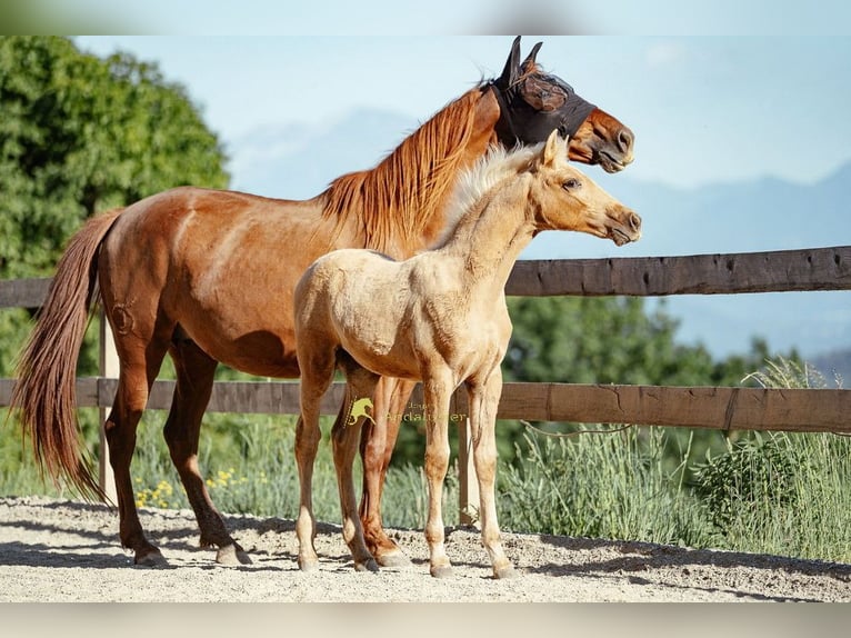 PRE Giumenta Puledri (04/2026) 160 cm Palomino in Magdalensberg
