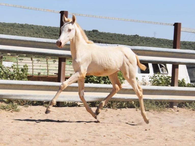 PRE Giumenta Puledri
 (04/2024) 160 cm Perlino in Provinz Cordoba