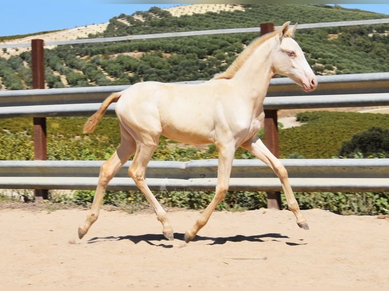 PRE Giumenta Puledri
 (04/2024) 160 cm Perlino in Provinz Cordoba