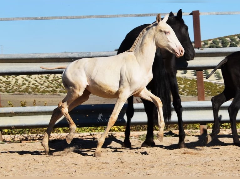 PRE Giumenta Puledri (04/2024) 160 cm Perlino in Provinz Cordoba