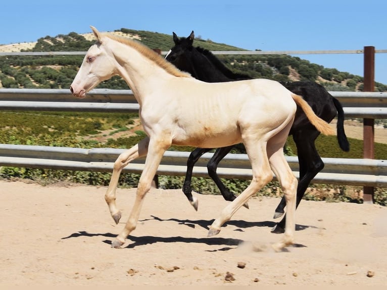 PRE Giumenta Puledri
 (04/2024) 160 cm Perlino in Provinz Cordoba