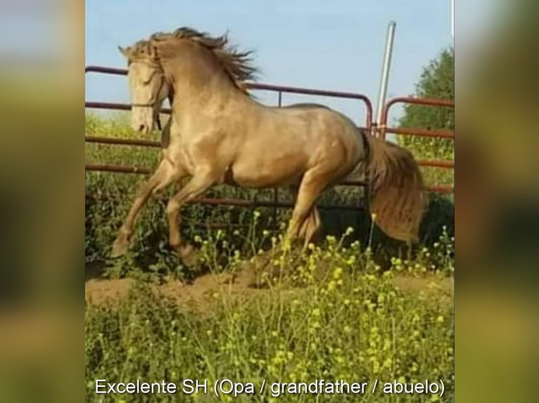 PRE Giumenta Puledri
 (04/2024) 160 cm Perlino in Provinz Cordoba