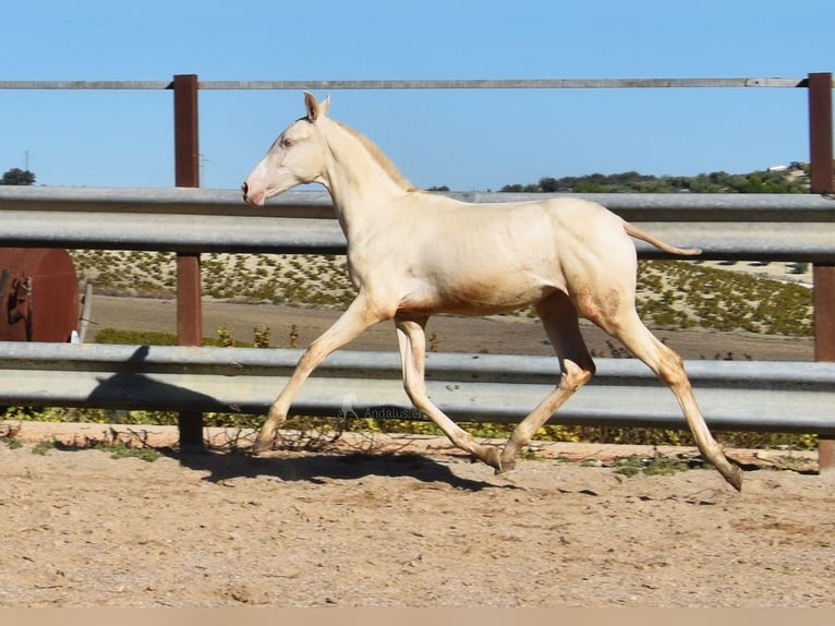 PRE Giumenta Puledri (04/2024) 160 cm Perlino in Provinz Cordoba