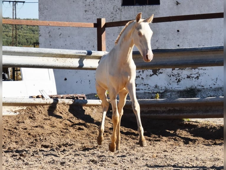 PRE Giumenta Puledri (04/2024) 160 cm Perlino in Provinz Cordoba