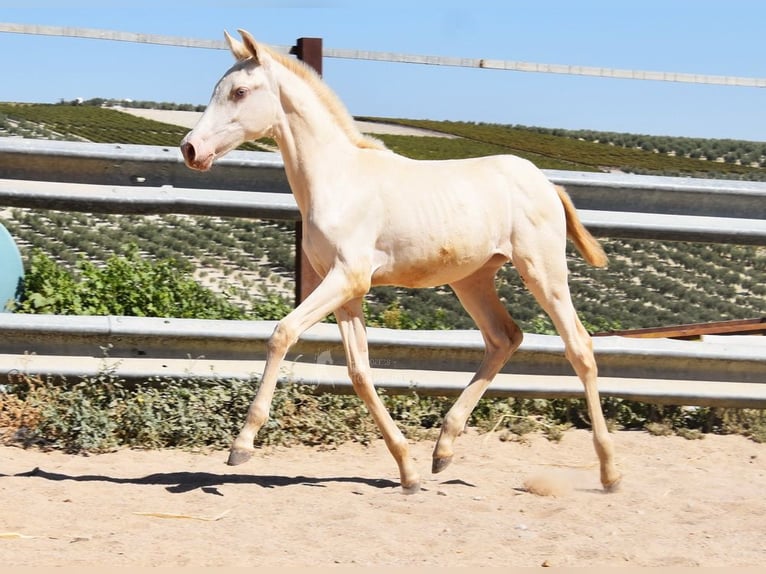 PRE Giumenta Puledri
 (04/2024) 160 cm Perlino in Provinz Cordoba