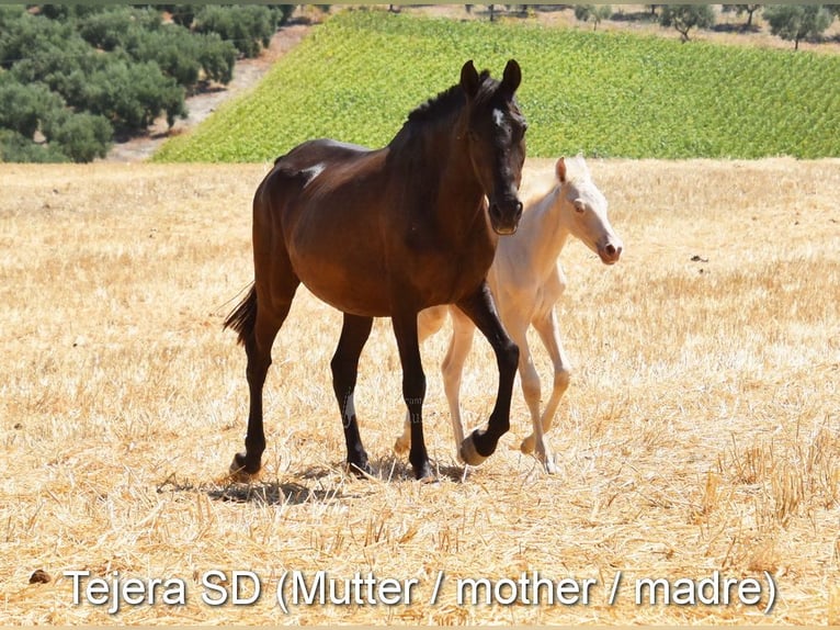 PRE Giumenta Puledri
 (04/2024) 160 cm Perlino in Provinz Cordoba