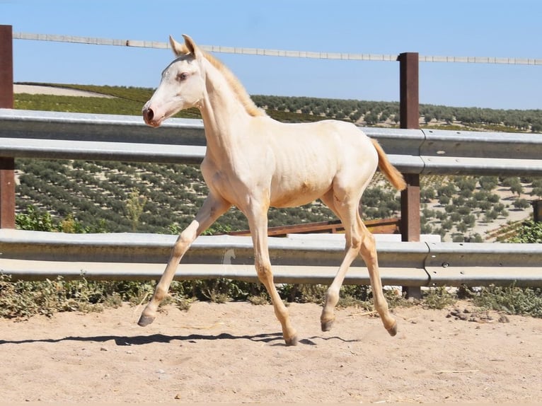 PRE Giumenta Puledri
 (04/2024) 160 cm Perlino in Provinz Cordoba