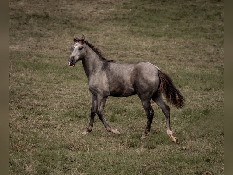 PRE Giumenta Puledri (03/2024) 162 cm Grigio in Otterberg