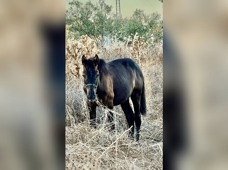 PRE Giumenta Puledri (03/2026) 162 cm Morello in Jerez de la Frontera