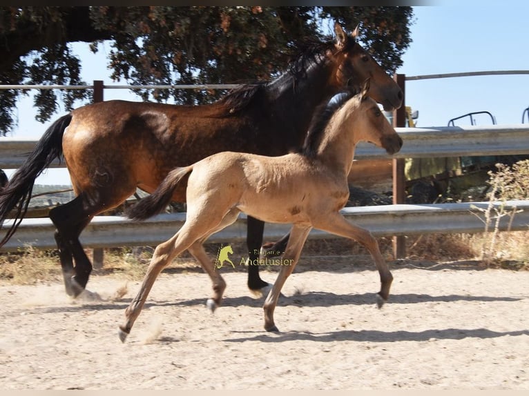 PRE Giumenta Puledri (05/2026) 163 cm Falbo in Provinz Cordoba
