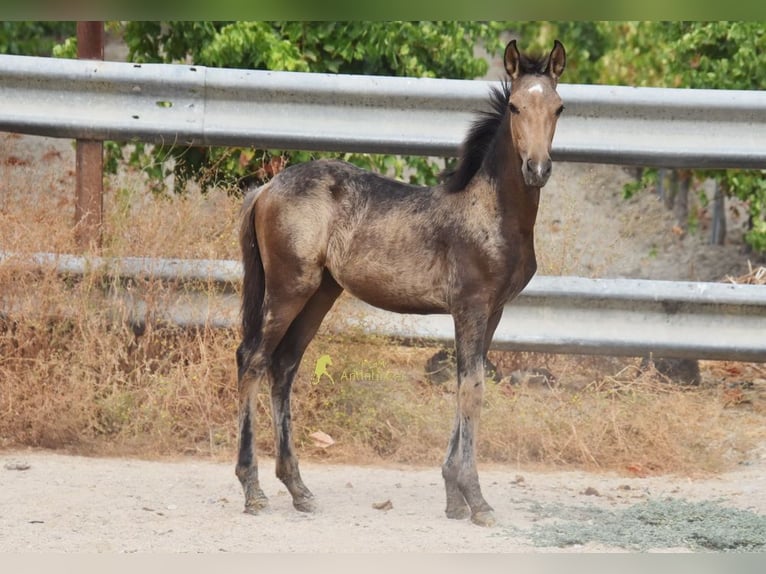 PRE Giumenta Puledri (05/2026) 163 cm Falbo in Provinz Cordoba